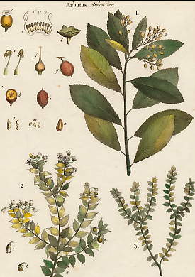 Arbutus (Arbousier)