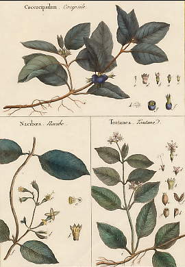 Coccocipsilum (Cocipsile), Naciboea (Nacibe), Tontanea (Tontane)