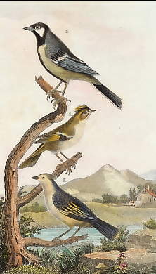 Le Roitelet, Le Roitelet Mésange, La Mésange Charbonière 