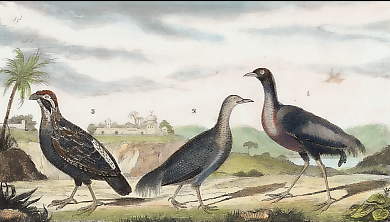 L´Agami, Le Magoua, Le Tocro 