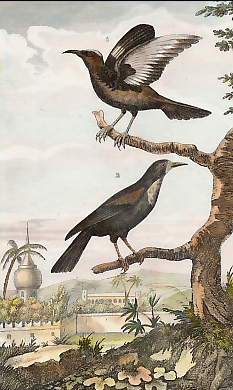 L´Oiseau Brun à Bec De Grimpereau, Le Guit-Guit Varié 