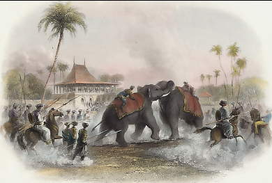 Combat D´Éléphant