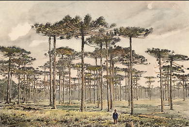 Groupe D´Araucarias Dans Le Sao Paulo