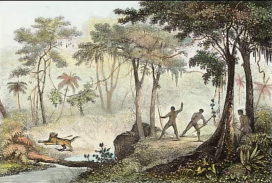 Forêt Vierge, Chasse Au Jaguar
