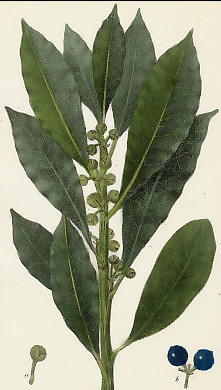 Laurier Commun, Laurus Nobilis