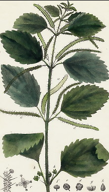 Ortie Membraneuse, Urtica Membranacea