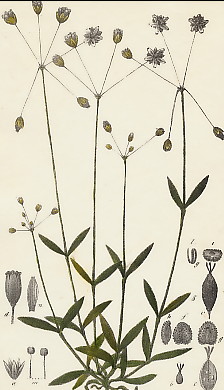 Morgeline En Ombelle, Alsine Umbellata