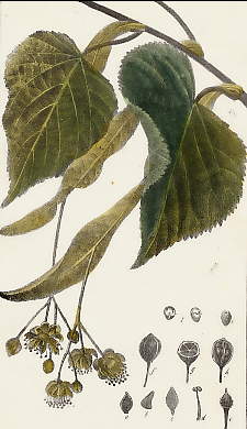Tilleul D´Europe, Tillia Europaea (Microphylla)