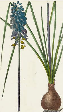 Muscari à Grappe, Hyacinthus Raccinosus 