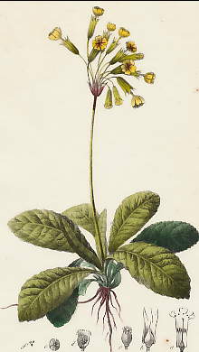 Primevère Officinale, Primula Veris 