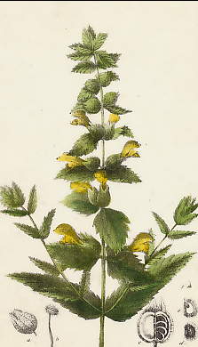 Rhinanthe Crête De Coq, Rhinanthus Cristagalli 