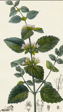 Mélisse Officinale, Meslissa Officinalis 