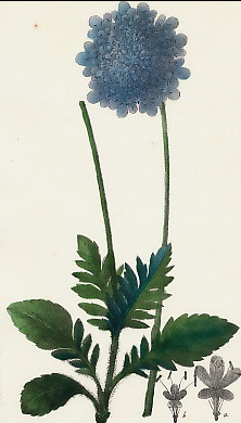 Scabieuse Des Pyrénées, Scabiosa Pyrenaica 