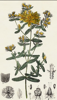 Millepertuie Perforé, Hypericum Perforata 