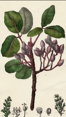 Pistachier Cultivé, Pistacia Vera 