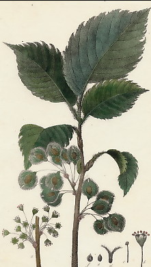 Orme Pédonculé, Ulmus Pedunculata 
