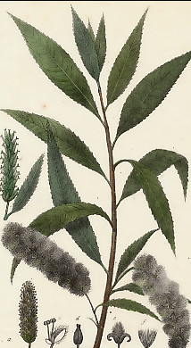 Saule Blanc, Salix Alba 