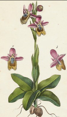 Ophrys Velu, Ophris Villosa 