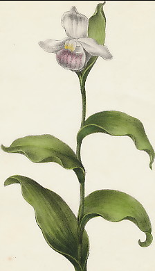 Sabot De Venus, Cypripedium Calceolus 