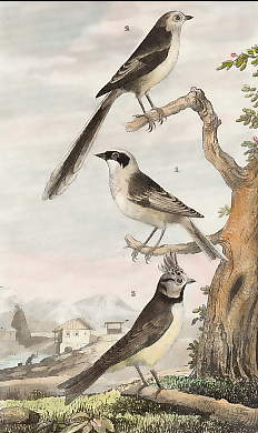 Le Rémiz, La Mésange à Longue Queue, La Mésange Huppée 