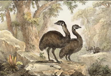 Emus Ou Casoars Sans Casque 