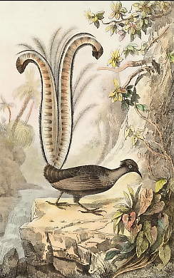 Menure-Lyre Dans Un Paysage Des Environs De Dori 