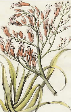 Plante De Phormium-Tenax 