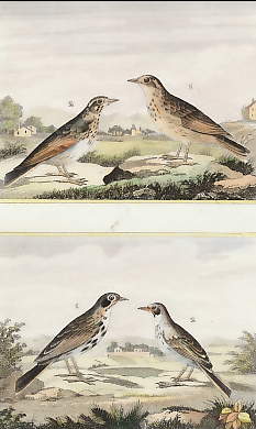 L´Alouette Des Champs, Le Cujelier, La Farlouse, La Rousseline 