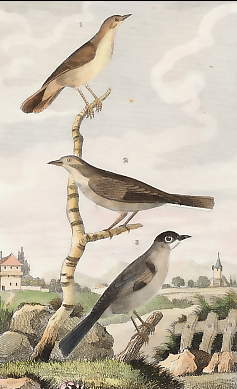 Le Rossignol, La Fauvette, La Fauvette à Tête Noire  