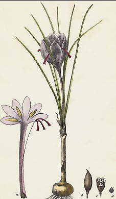 Safran Cultivé, Crocus Sativus 