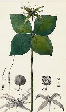 Parisette à Quatre Feuilles, Paris Quadrifolia 