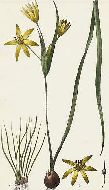 Ornithogale Fistuleux, Ornithogalum Fistulosum 