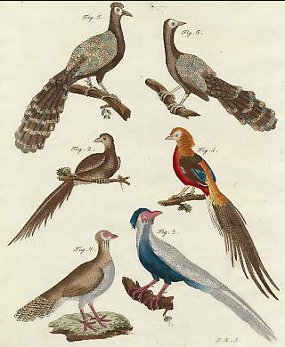 Chinesische Vögel 