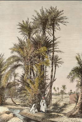 Oasis De Koufra, Groupe De Palmiers