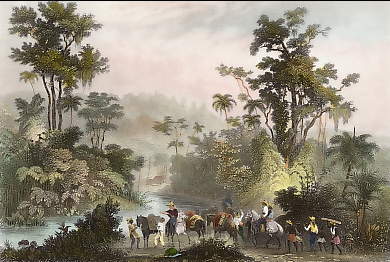 Travels in the Brazils