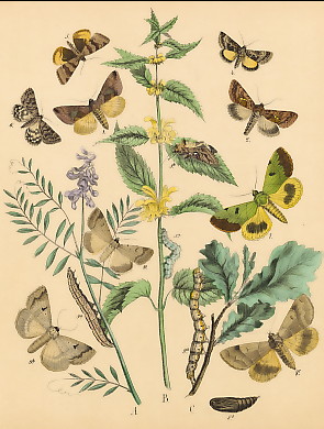 Schmetterlinge (40)