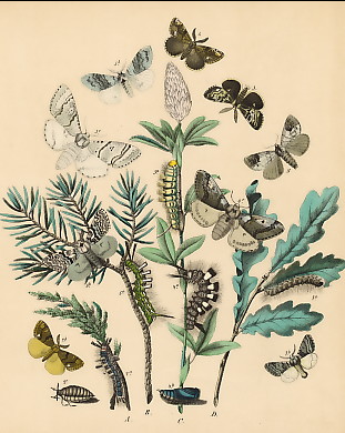 Schmetterlinge (25)