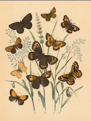 Schmetterlinge (15)