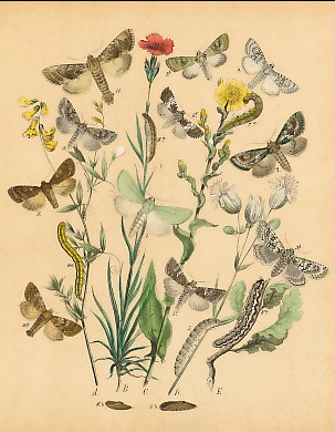 Schmetterlinge (36)