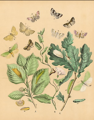 Schmetterlinge (42)
