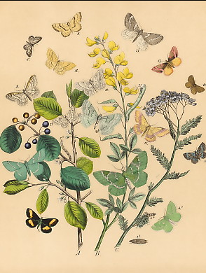 Schmetterlinge (43)