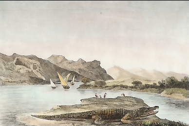 Vue Du Nil, Crocodile  