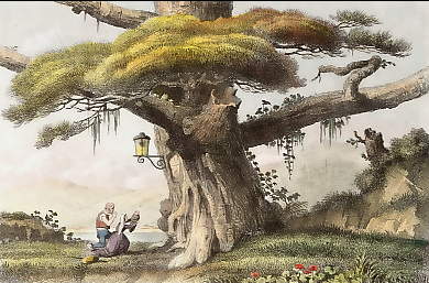 Le Pino-Santo Dans L´Îe De Palma