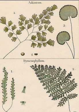 Adiantum, Hymenophyllum