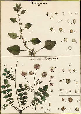Theligonum, Poterium (Pimprenelle)