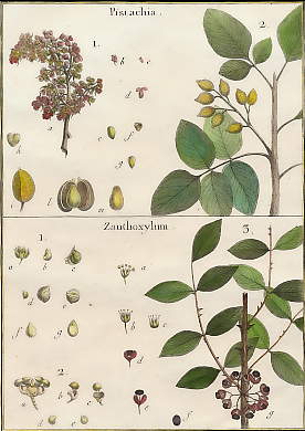 Pistachia, Zanthoxylum