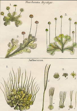 Marchantia (Hépatique), Anthoceros