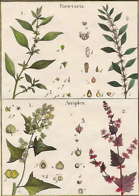 Parietaria, Atriplex