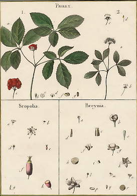 Panax, Scopolia, Breynia