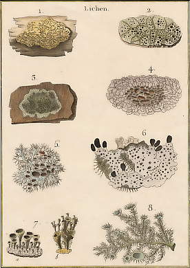 Lichen